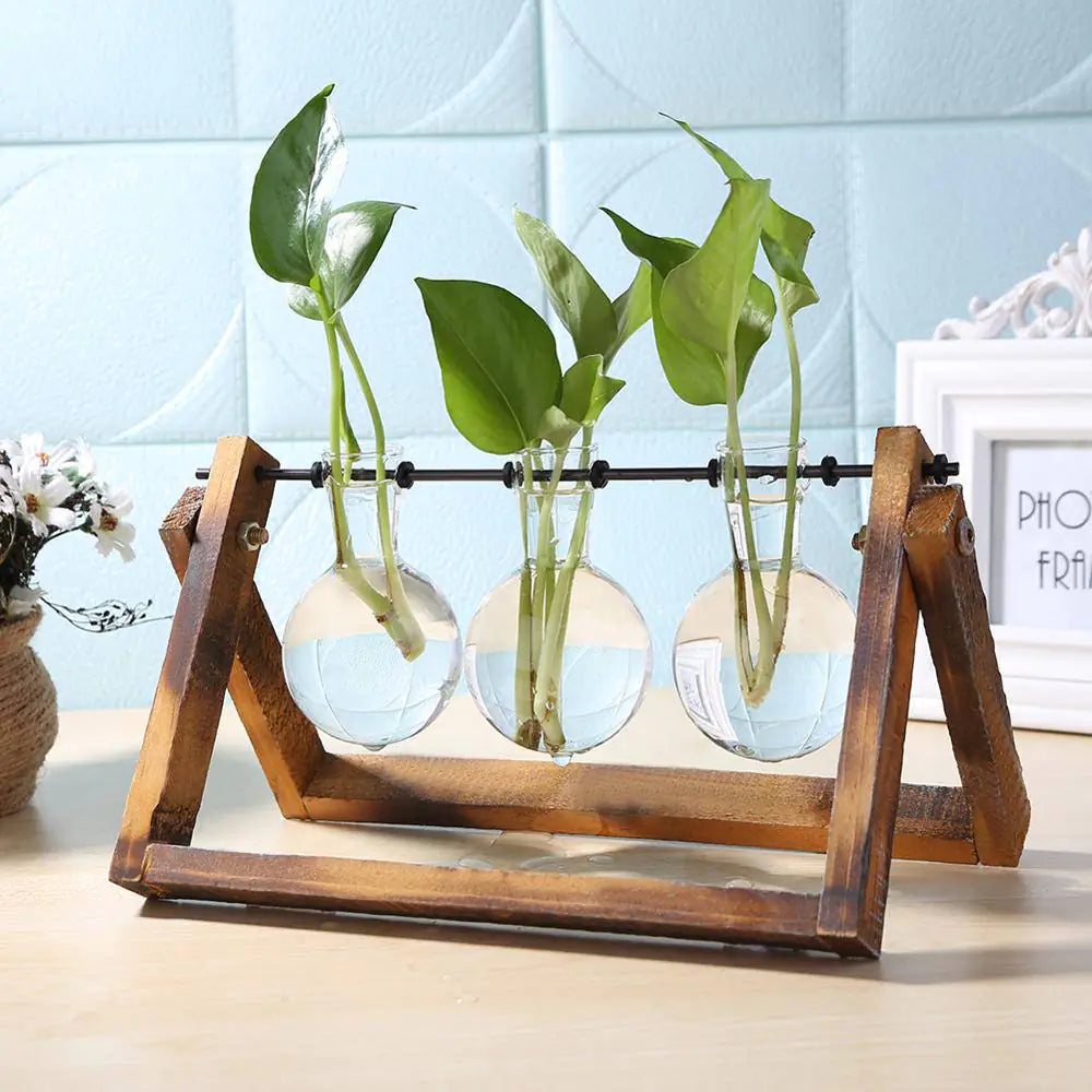 Stylish Glass Plant Propagation Vase